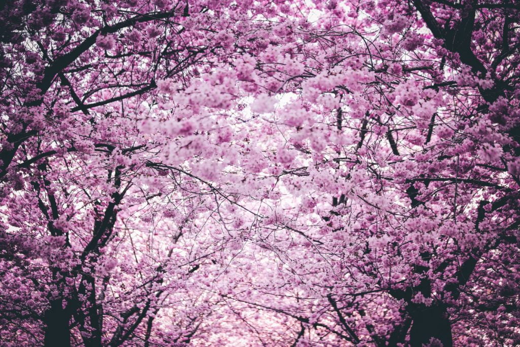 Vårblommor